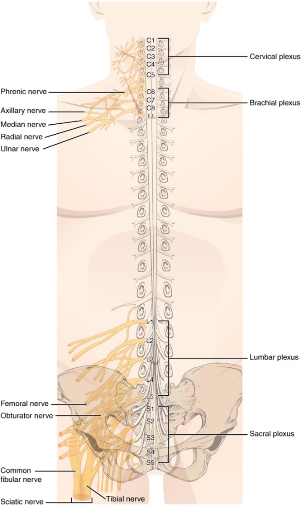 Spinal nerves and plexuses.jpg
